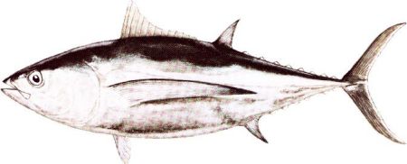 Albacore