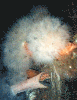 Anemones