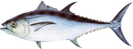 bluefin