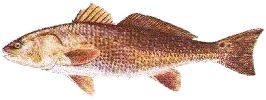 Red Drum