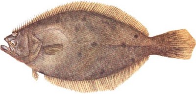 Summer Flounder