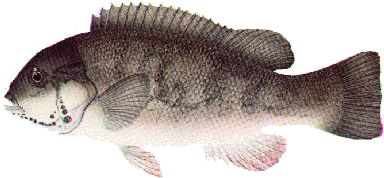 Tautog