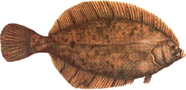 Winter Flounder