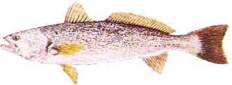 Weakfish