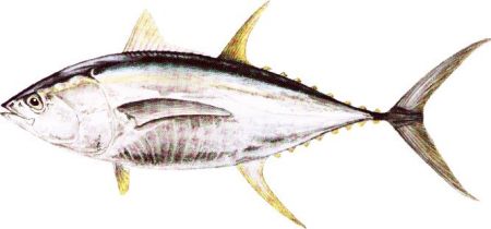 Yellowfin